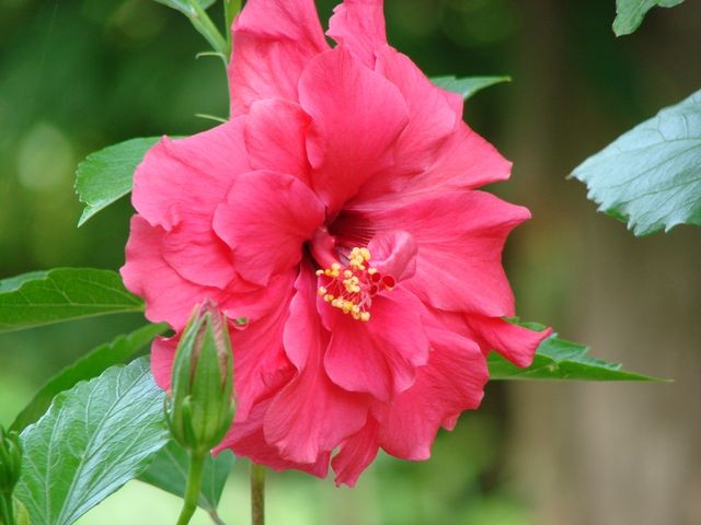 galiane hibiskus